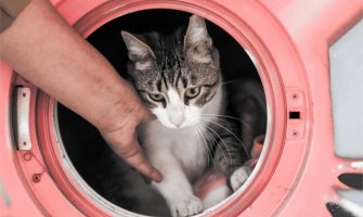 Mačak preživio 30 minuta pranja u veš mašini:Nije uzalud da mačke imaju devet života