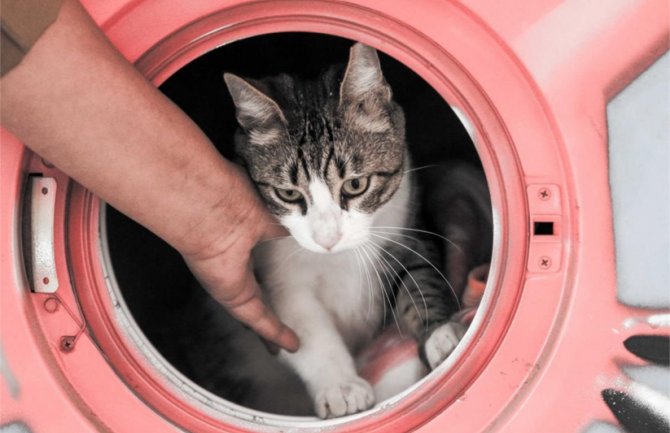 Mačak preživio 30 minuta pranja u veš mašini:Nije uzalud da mačke imaju devet života