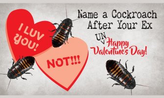 Akcija za Dan zaljubljenih: Nazovite bubašvabu po bivšem partneru