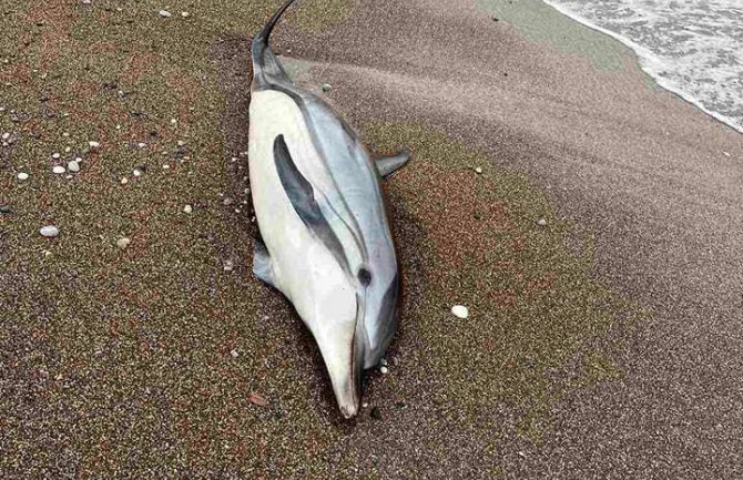 Bečići: Uginuli delfin pronađen na plaži