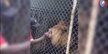 Uznemirujući snimak: Čuvar zadirkivao lava u kavezu pa ostao bez prsta