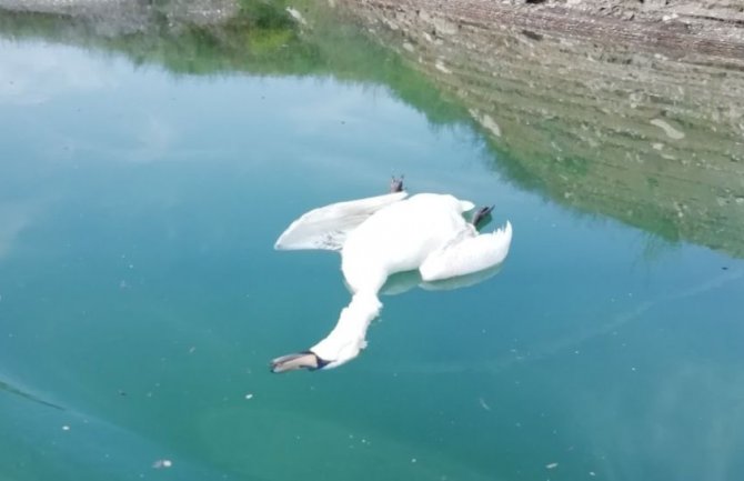 Uginuli labudovi na ušću Cijevne u Morači