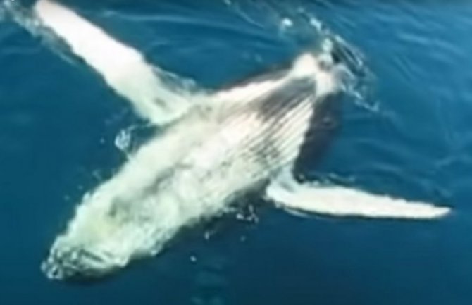 Norveška: Uspješno spašavanje zarobljenog kita  (VIDEO)