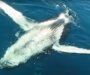 Norveška: Uspješno spašavanje zarobljenog kita  (VIDEO)