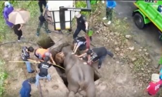 Akcija spasavanja slončeta i slonice koja se onesvijestila od straha