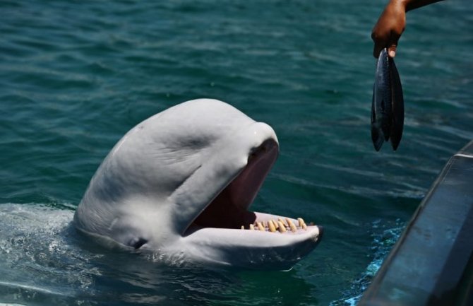 Bijeli kit zalutao u rijeci Seni u Francuskoj