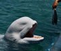 Bijeli kit zalutao u rijeci Seni u Francuskoj