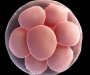 Prvi put u istoriji uzgojeni sintetički embrioni, bez korišćenja jajnih ćelija i spermatozoida