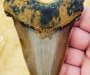 Dječak pronašao nestvarno veliki zub praistorijske ajkule