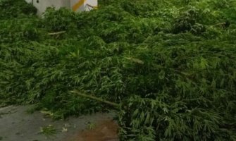 Pronađena plantaža marihuane kod Skadarskog jezera, uhapšene dvije osobe