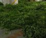 Pronađena plantaža marihuane kod Skadarskog jezera, uhapšene dvije osobe