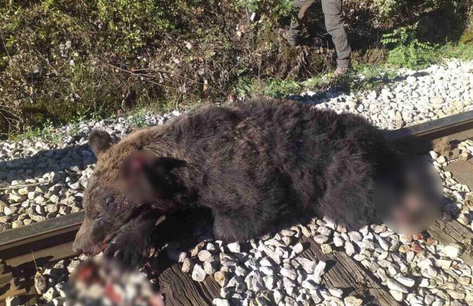 Nesreća kod Brodareva, voz usmrtio medvjeda