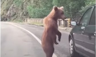Medvjed u kontroli saobraćaja (VIDEO)