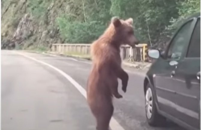 Medvjed u kontroli saobraćaja (VIDEO)