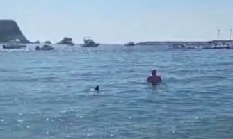 Delfin u društvu kupača u Budvi (Video)