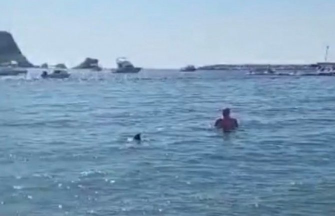 Delfin u društvu kupača u Budvi (Video)