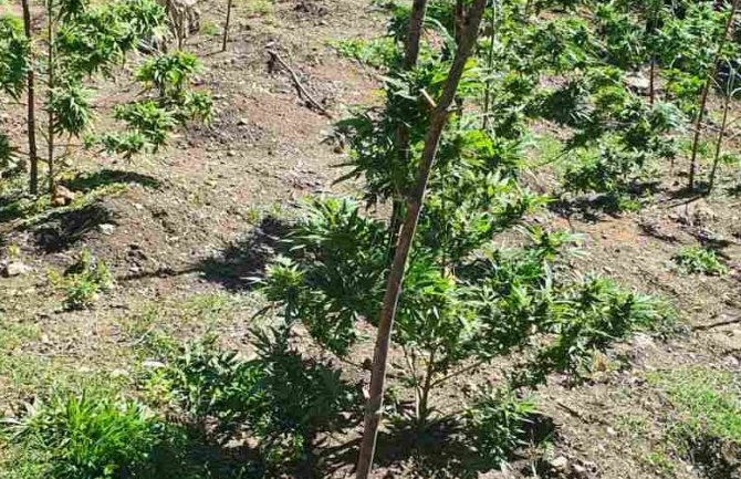 Policija otkrila plantaže marihuane na Vrmcu, uhapšene dvije osobe