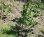 Policija otkrila plantaže marihuane na Vrmcu, uhapšene dvije osobe