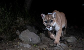 Čuvena “Holivudska mačka“ eutanazirana u Los Anđelesu: Puma predstavljala simbol pritiska koji trpe životinje u borbi sa urbanizacijom