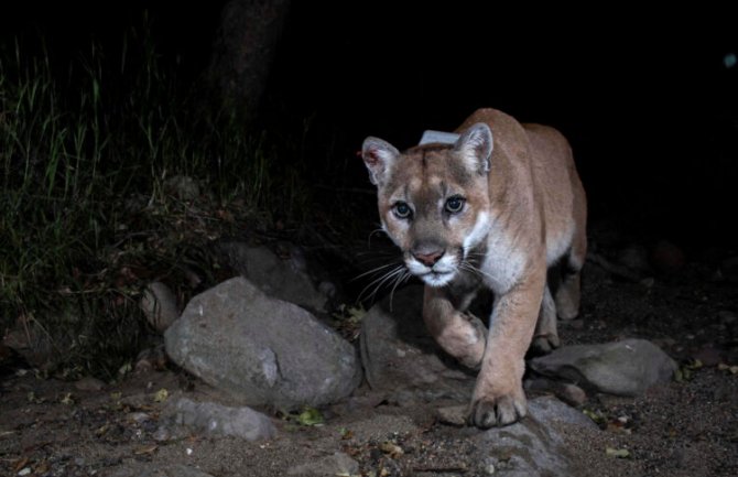 Čuvena “Holivudska mačka“ eutanazirana u Los Anđelesu: Puma predstavljala simbol pritiska koji trpe životinje u borbi sa urbanizacijom