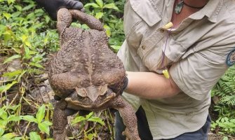 Pronađena toliko velika žaba krastača da naučnici nisu vjerovali da je prava