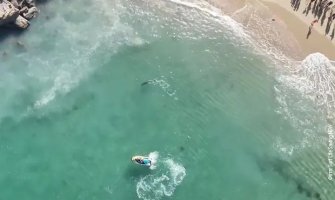 Ajkule napale delfina u blizini plaže u Sidneju,  spasioci rastjerali kupače i surfere