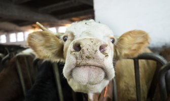 Holandija: Potvrđen slučaj kravljeg ludila, može da izazove smrt kod ljudi koji jedu zaraženo meso