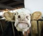 Holandija: Potvrđen slučaj kravljeg ludila, može da izazove smrt kod ljudi koji jedu zaraženo meso
