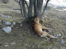 Uznemirujuće slike: Pas ovčar pronađen masakriran pored Vražijeg jezera