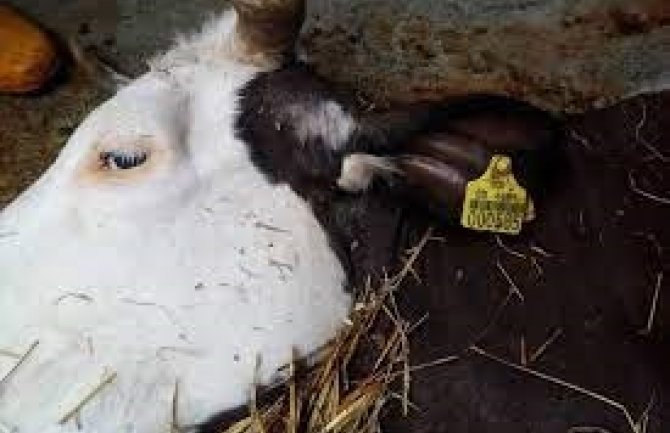 Struja ubila sedam krava kod Prijedora, telad bez kapi mlijeka
