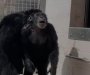 Dirljivi snimak: Laboratorijska šimpanza posle 28 godina prvi put ugledala nebo