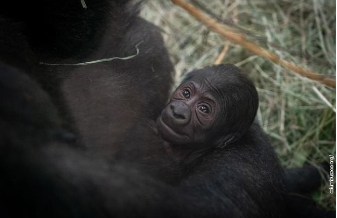 U kavezu mužjaka gorile čuvari zoo vrta zatekli novorođenče: Gorila Sali ženka čiju trudnoću niko nije primijetio