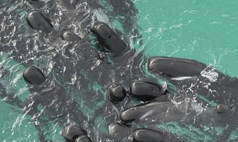 Više od 50 uginulih kitova nasukanih kod obala Australije, volonteri u akciji spasavanja