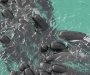 Više od 50 uginulih kitova nasukanih kod obala Australije, volonteri u akciji spasavanja