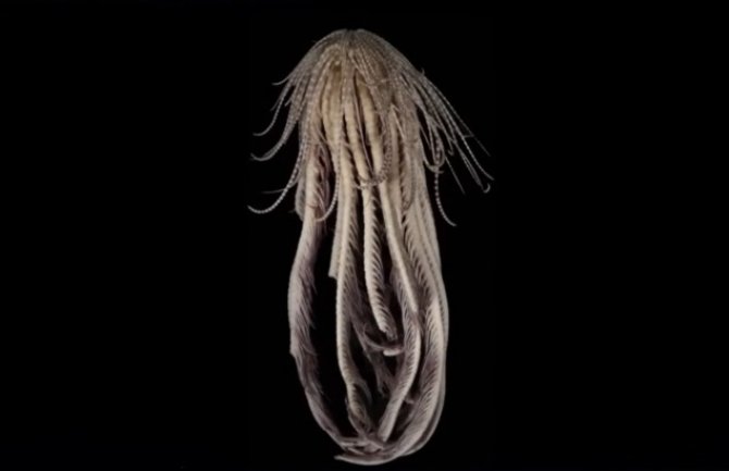 U dubinama Južnog okeana otkriveno zastrašujuće stvorenje: Stvorenje koje svojim izgledom podsjeća na kultni horor film “Osmi putnik“