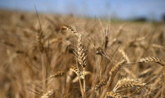 Ukrajina i Rumunija potpisale sporazum o jačanju izvoza žita
