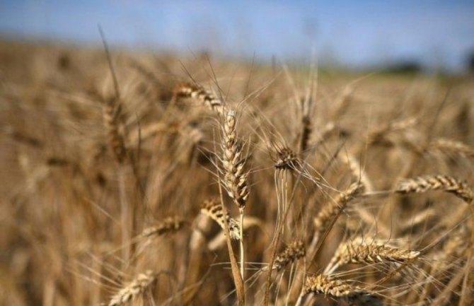 Ukrajina i Rumunija potpisale sporazum o jačanju izvoza žita
