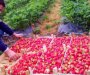 Poljoprivredni proizvođači u Bijelom Polju o mjeri podsticaja Opštine: Podrška poželjna ali nije dovoljna