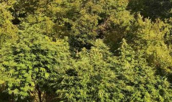 U Nikšiću pronađeno 110 stabljika marihuane, uhapšene dvije osobe