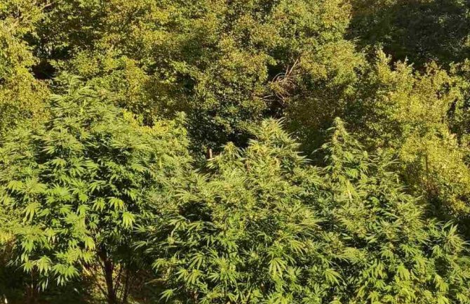 U Nikšiću pronađeno 110 stabljika marihuane, uhapšene dvije osobe