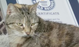 Mačka Bela oborila Ginisov rekord u najglasnijem predenju