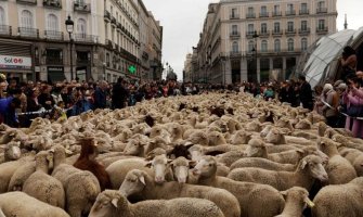 Ovu evropsku metropolu u nedjelju su okupirale ovce, evo i zbog čega