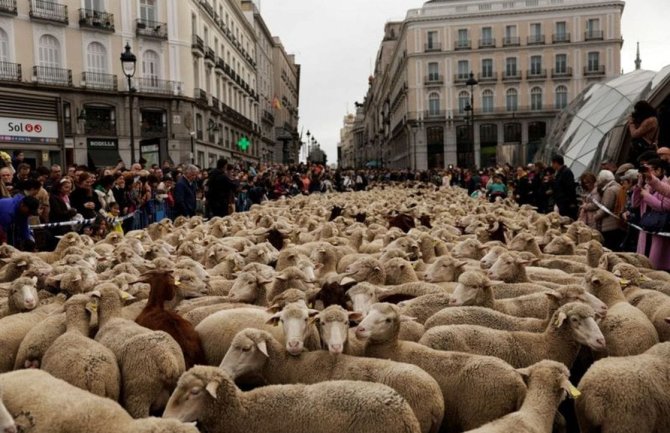 Ovu evropsku metropolu u nedjelju su okupirale ovce, evo i zbog čega