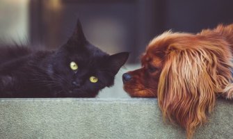 Da li više volite pse ili mačke? Evo šta to otkriva o vašoj ličnosti