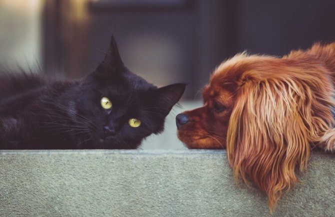 Da li više volite pse ili mačke? Evo šta to otkriva o vašoj ličnosti