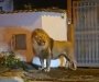 Lav koji je pobjegao iz cirkusa blizu Rima uhvaćen: Građani naoružani išli u potragu