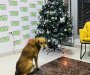 Barska URA: Sredstva za novogodišnji vatromet usmjeriti na udruženja koja brinu o životinjama u Baru