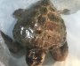 Institut u Herceg Novom njeguje povrijeđenu kornjaču