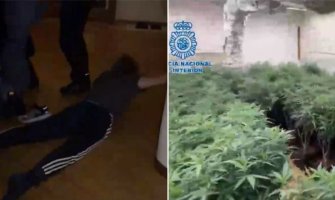 Španska policija razbila balkanski kartel: Zaplijenjeno više od 37.000 stabljika marihuane