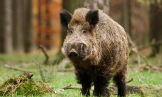Prvi slučaj afričke kuge kod divljih svinja u Crnoj Gori